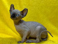 Yurtdışından özel istek üzerine sfenks