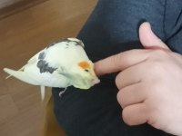 Full Evcil Sultan Papağanı