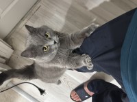 British Shorthair Kedimi Mecburiyetten Sahiplendiriyorum