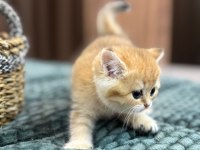 British Longhair / Shorthair & Golden Point