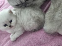 Rezerveye Açık Yavru Kediler