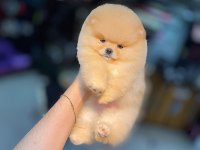 Orjinal pomeranian boo