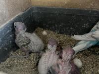 Yavru muhabbet kuşlar eğitime hazır