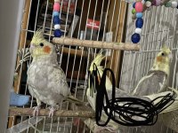 Tek veya beraber 6 aylık dişi 3 aylık tahminen erkek sultan papağanı