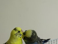 Sağlıklı Çift Muhabbet Kuşu