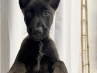 Belçika Kurdu Yavruları Sağlık Ve Irk Garantili