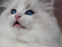 Görkemli Ragdoll Yavrumuz