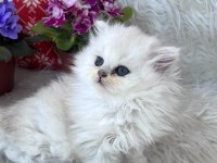 British longhair dişi silver yeşilgöz