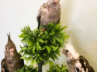 35 Günlük Yavru Bebek Sultan Papağanları A Kalite Wf