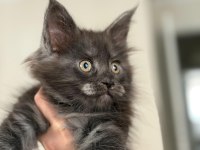 Koleksiyonluk Dev Maine Coon Black Smoke Yavrular