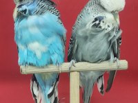 Show Muhabbet Kuşları