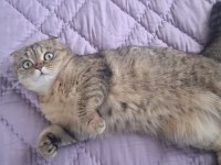 Tamamen Ücretsiz Kedi Evi İle Beraber