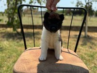 Safkan & Belgeli American Akita Yavruları