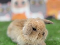 Hollanda teddy lop tavşan yavruları gönderim var
