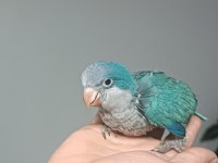 Bebek monk papağanı