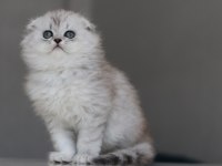 Full Şecereli Babadan Teslime Hazır Erkek British Longhair