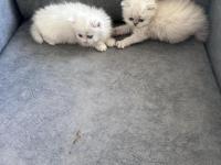 Pofuduk British Yavrular