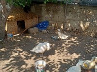 Yetişkin Kars Kazı