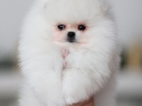 Pomeranian boo yavruları köpekler