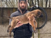 Teslime Hazır Malinois Belçika Kurdu