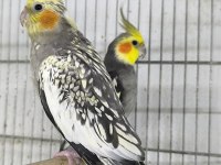 Hazır takım sultan papağanlar