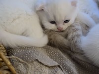 British Shorthair Kedilerimize Güzel Bakabilecek Aile Arıyoruz