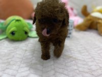 Erkek Dişi Toy Poodle Yavrularımız
