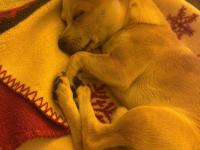 Şivava Oğlumuz Kaju Yeni Yuvasını Arıyor