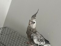 Ele Alışık Sultan Papağanımız Rıfkı