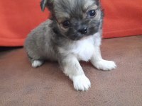 Biblo gibi chihuahua longhair yavrular