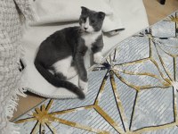 Her şeyi ile bedava kedimiz