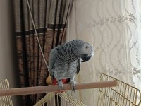 Jako Papağanı Kafesi İle Beraber