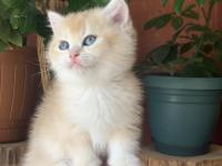 Prenses British Shorthair Sasha