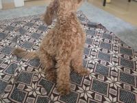 Poodle 4 aylık sahiplendirme