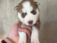 Sibirya Kurdu Yavrularımız Veteriner Kontrollü