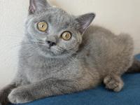 3 aylık dişi british shorthair kedisi