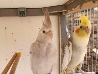 1 erkek yavru sultan papağanı