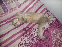 Kedimi Acil Sahiplendirmek Zorundayım