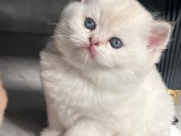 Golden British Shorthair Yavrular