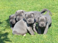 Cane corso yavruları