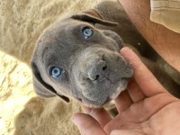 Türkiyenin en iyi cane corso yavruları