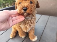 Ev Üretimi Poodle Köpeklerimiz