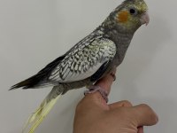 Sultan papağanı yavrular sahiplendirilecek