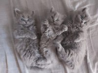 British Longhair Yavrularımız