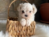 Maltese Terrier Bebek Köpekler
