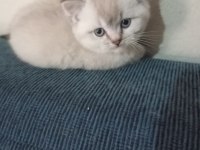 Efsane British Shorthair Yavrularım