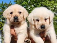 A Kalite Labrador Yavrularımız