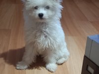 Muhteşem Maltipoo Bebekler