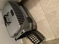 Sahiplendirme Maviş Gözlü Scottish Fold