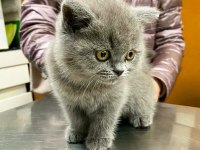 British Shorthair Yavruları